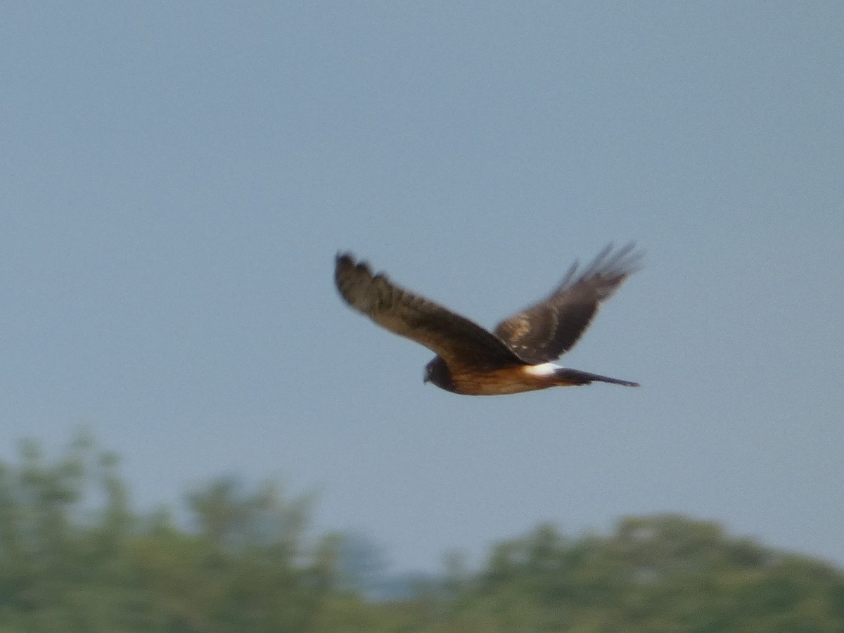 Northern Harrier - ML399044101