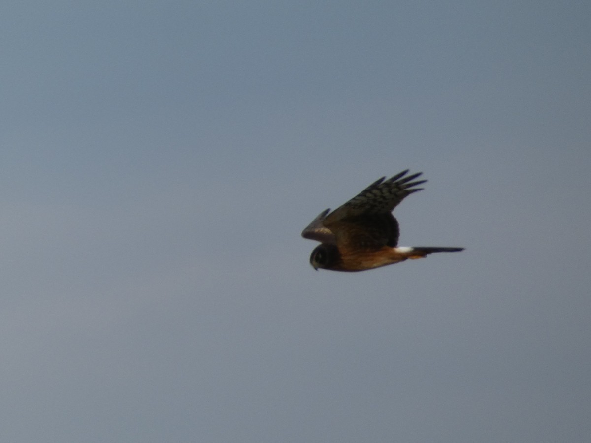 Northern Harrier - ML399044131