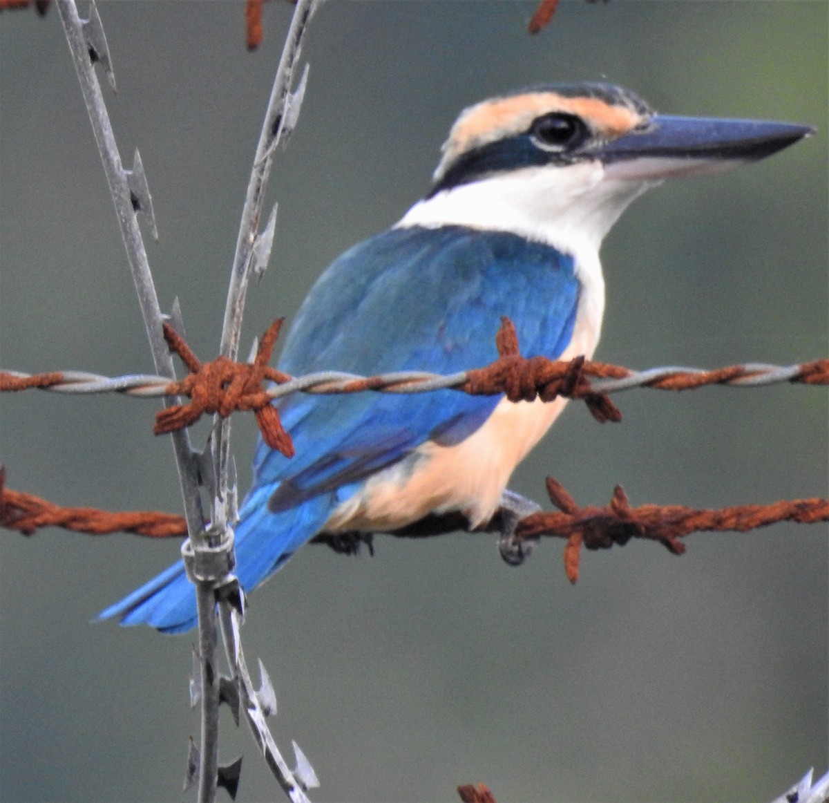 Collared Kingfisher - ML399044141