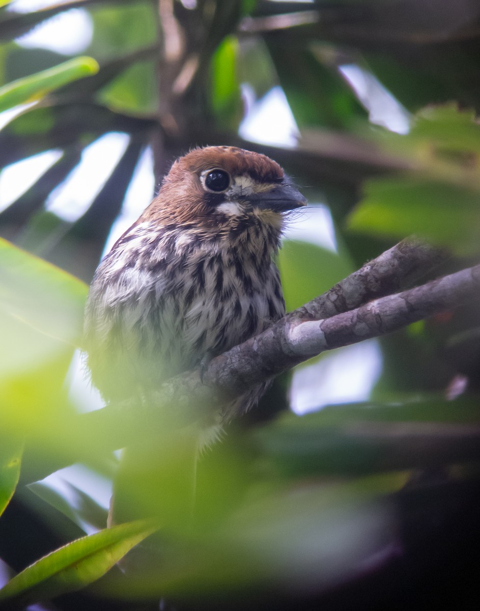 Lanceolated Monklet - ML399044291