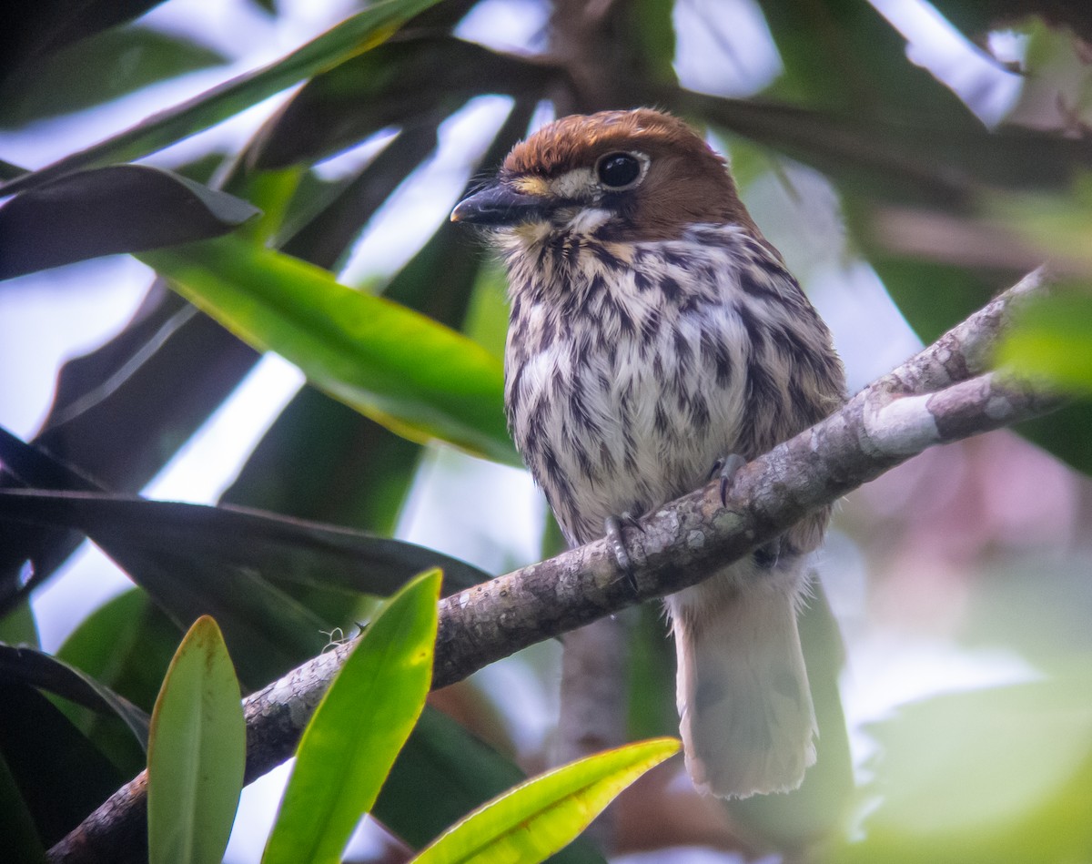 Lanceolated Monklet - Martin  Flack