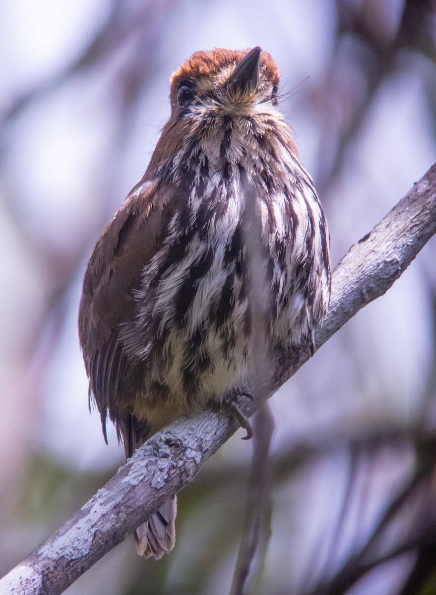 Lanceolated Monklet - Martin  Flack