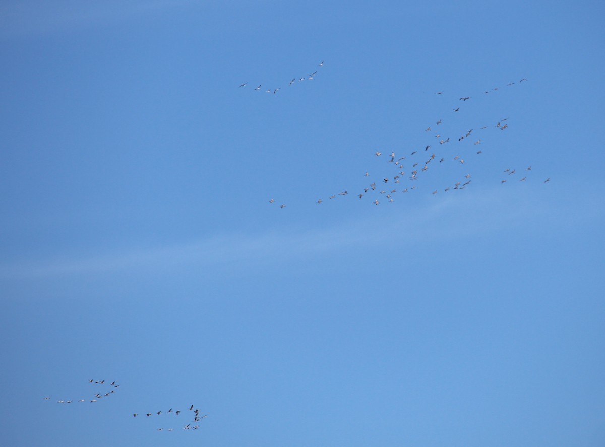 jeřáb kanadský - ML39904441