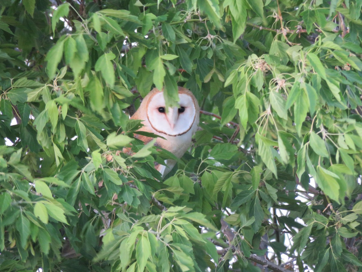 Barn Owl (American) - ML399044421