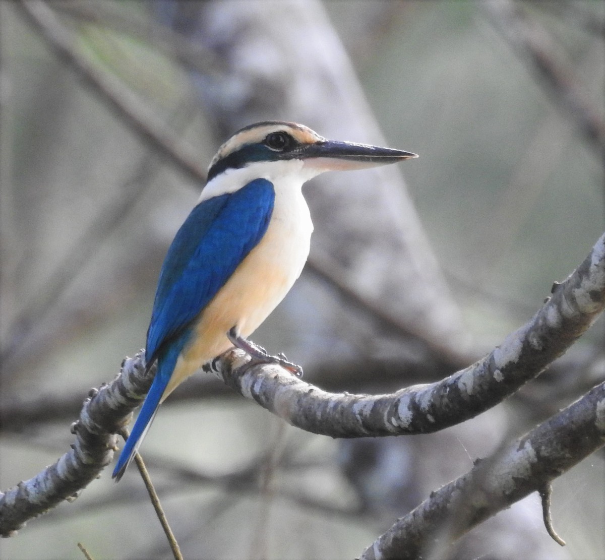 Collared Kingfisher - ML399044441