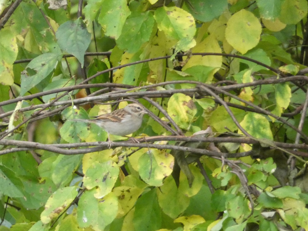 Chipping Sparrow - ML399044491