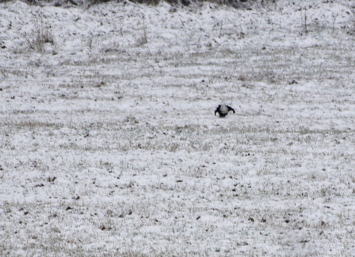 Black Grouse - ML399044761