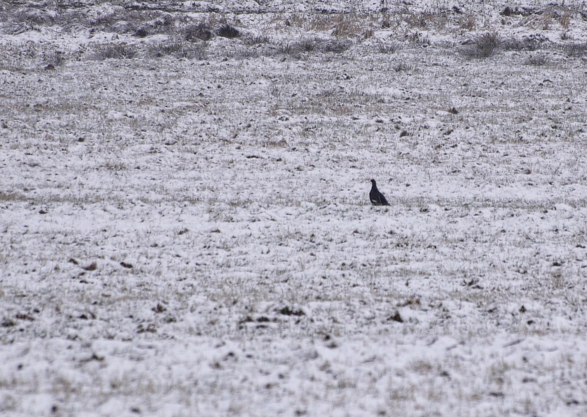 Black Grouse - František Kopecký