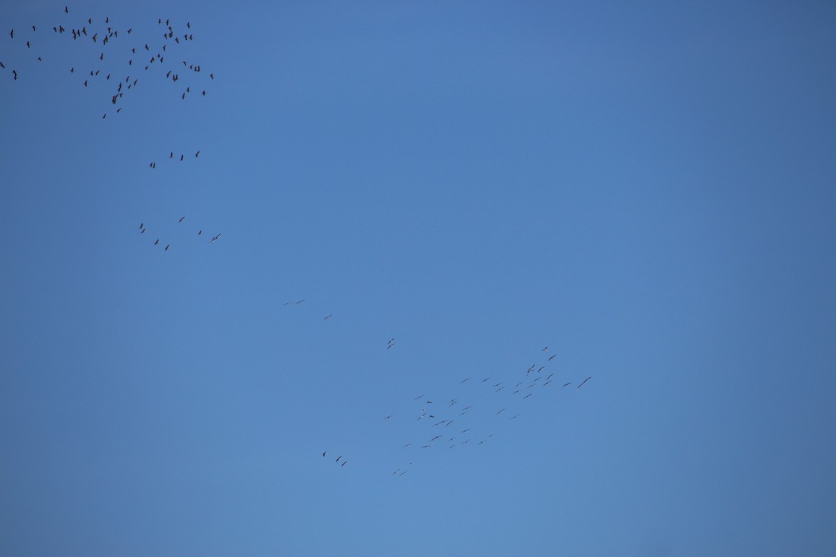 jeřáb kanadský - ML39904511