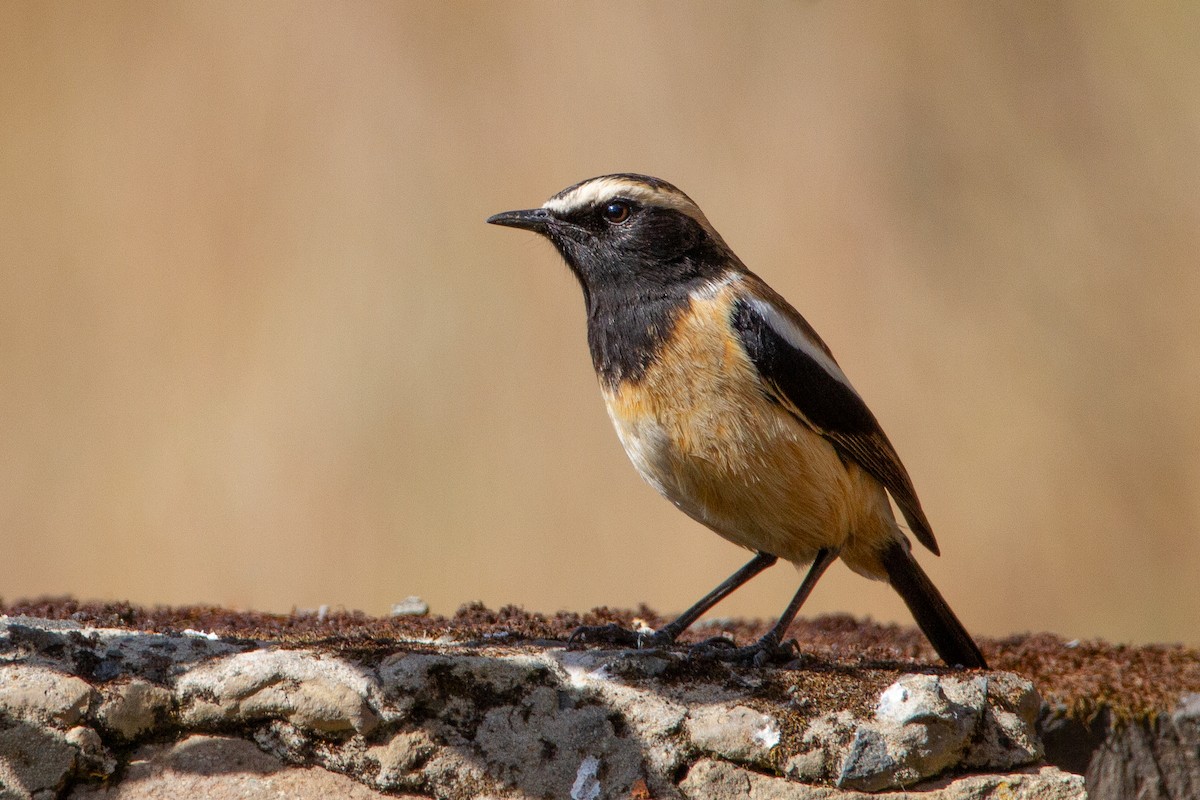 Buff-streaked Chat - Cameron Pearce