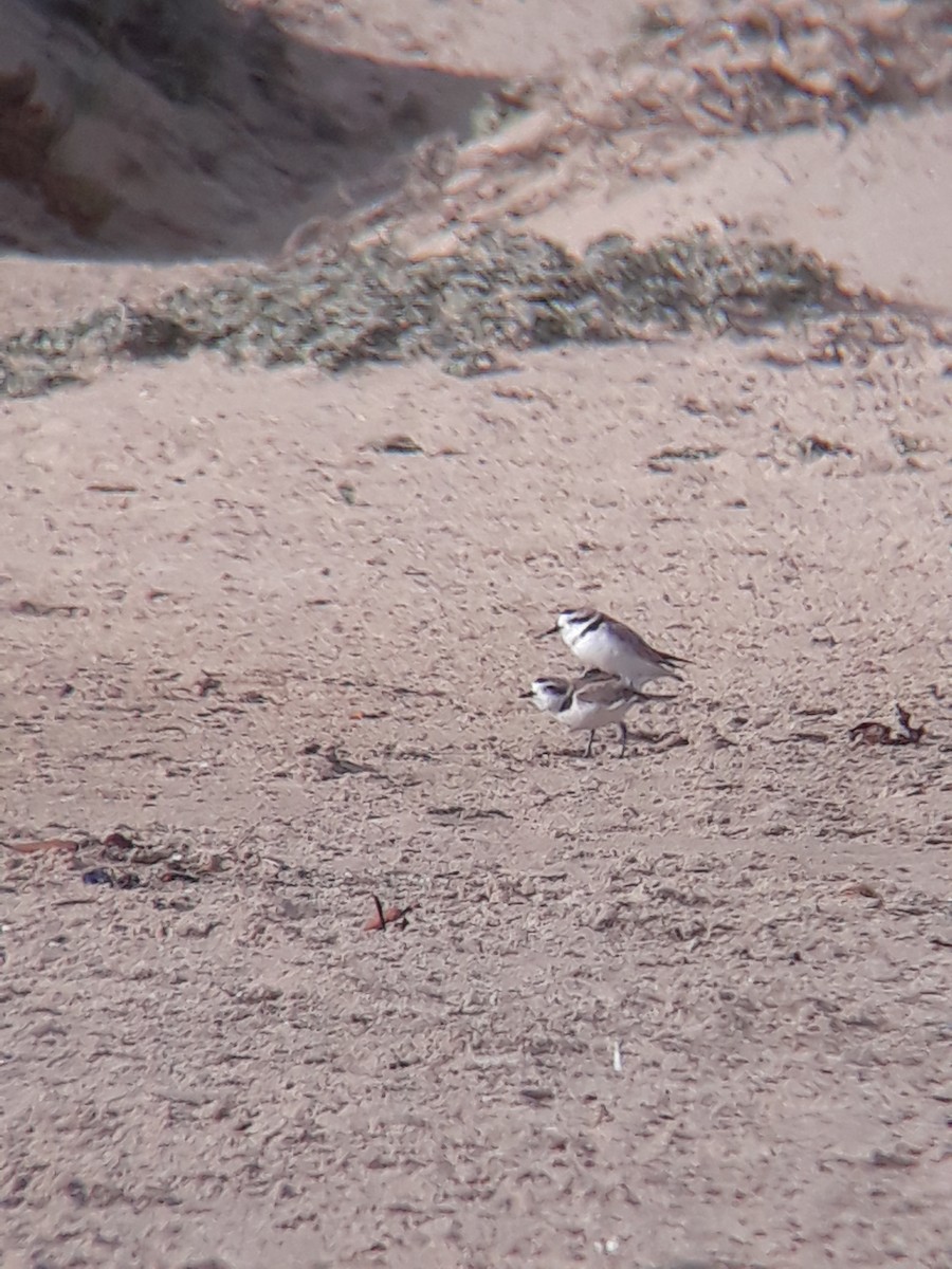 Snowy Plover - ML399045371