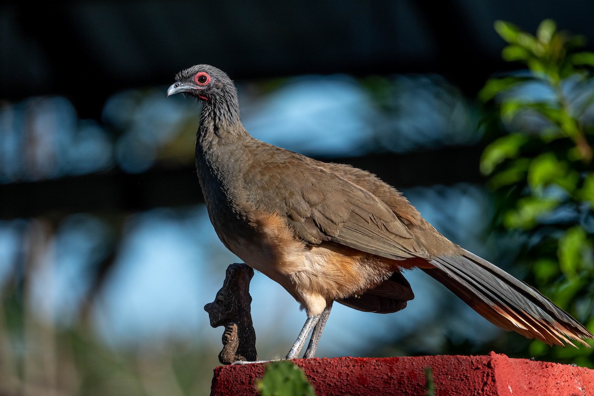 West Mexican Chachalaca - Guy Tremblay