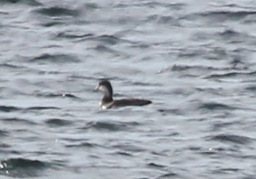 Black Scoter - ML39904931