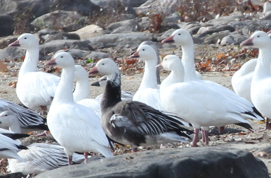 Snow Goose - ML39905011