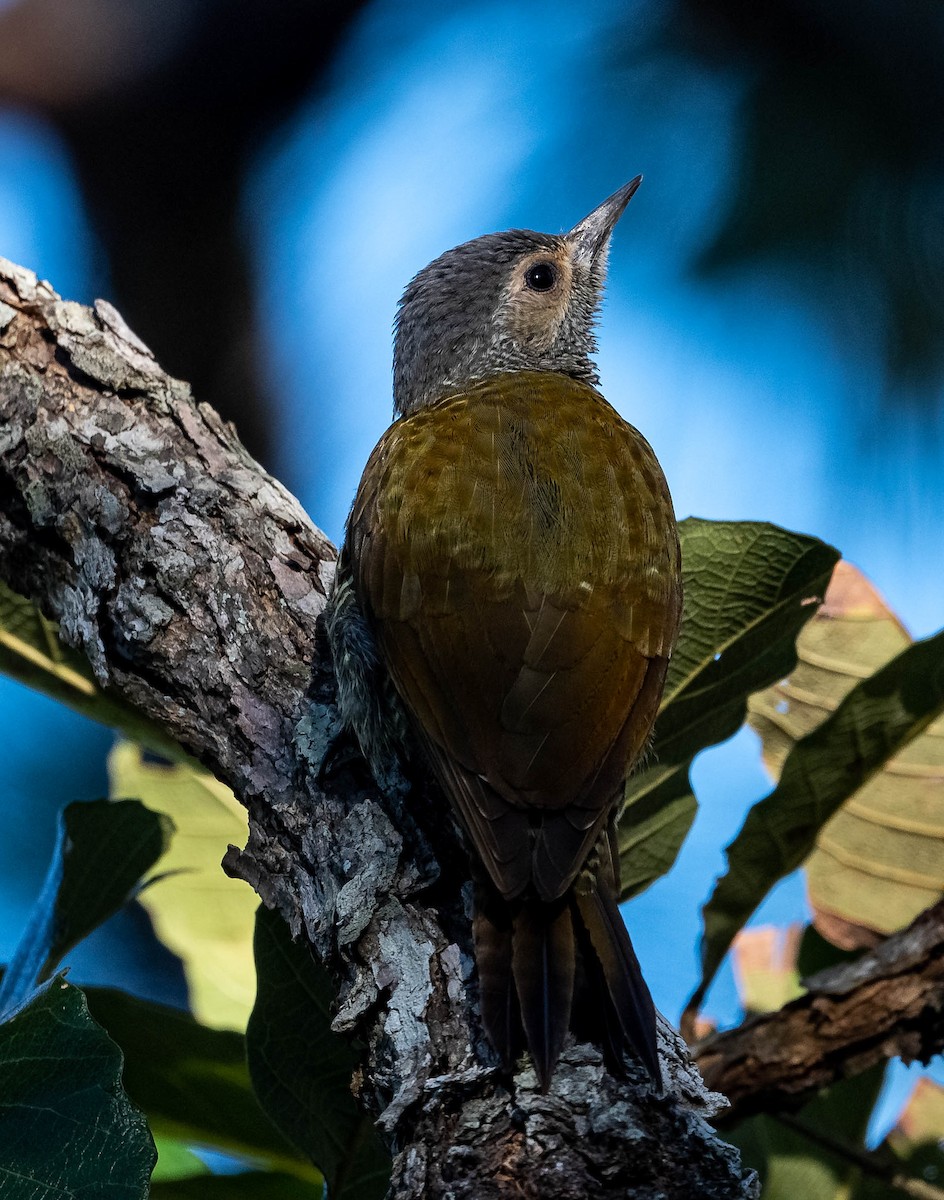 Gray-crowned Woodpecker - ML399050221