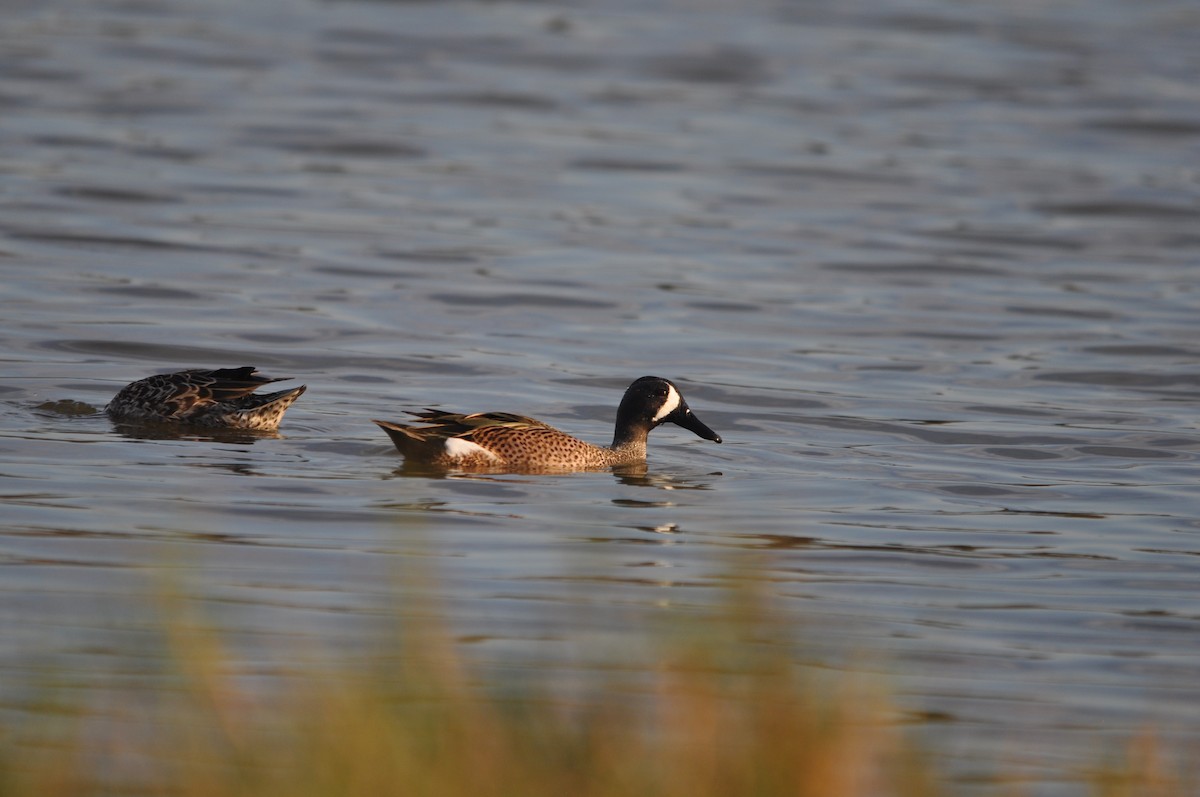 Blue-winged Teal - ML399050371