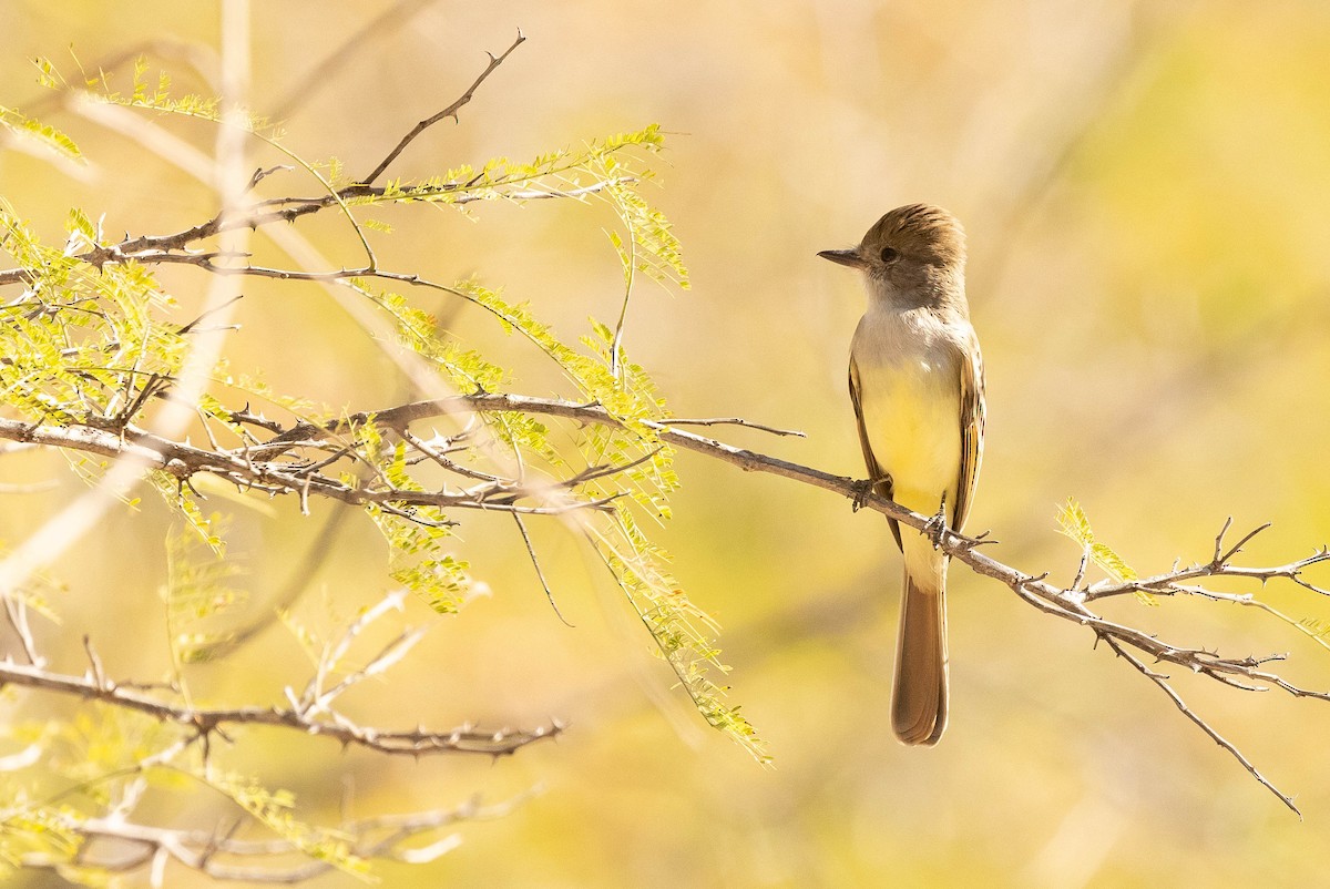 Nutting's Flycatcher - Doug Gochfeld