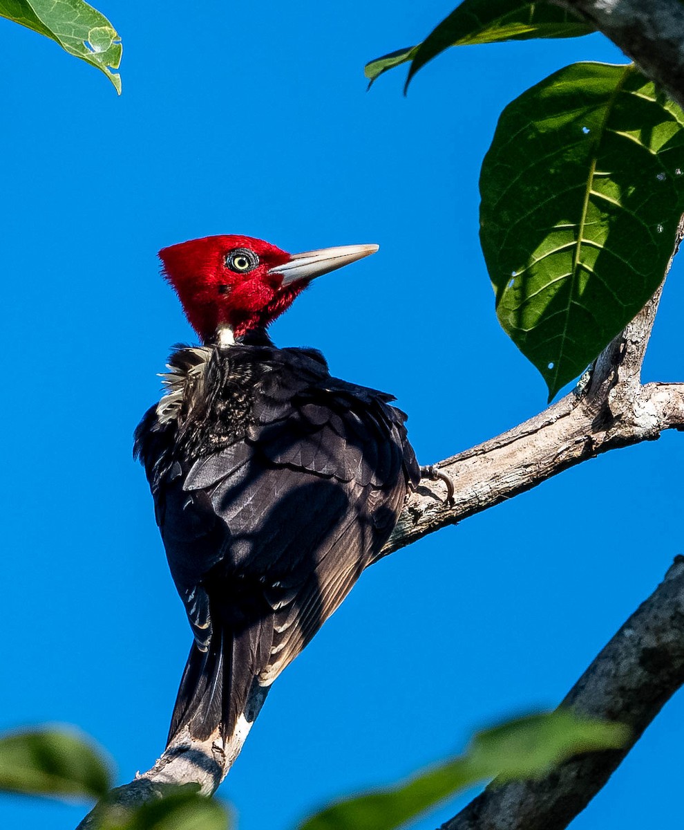 Pale-billed Woodpecker - ML399054121