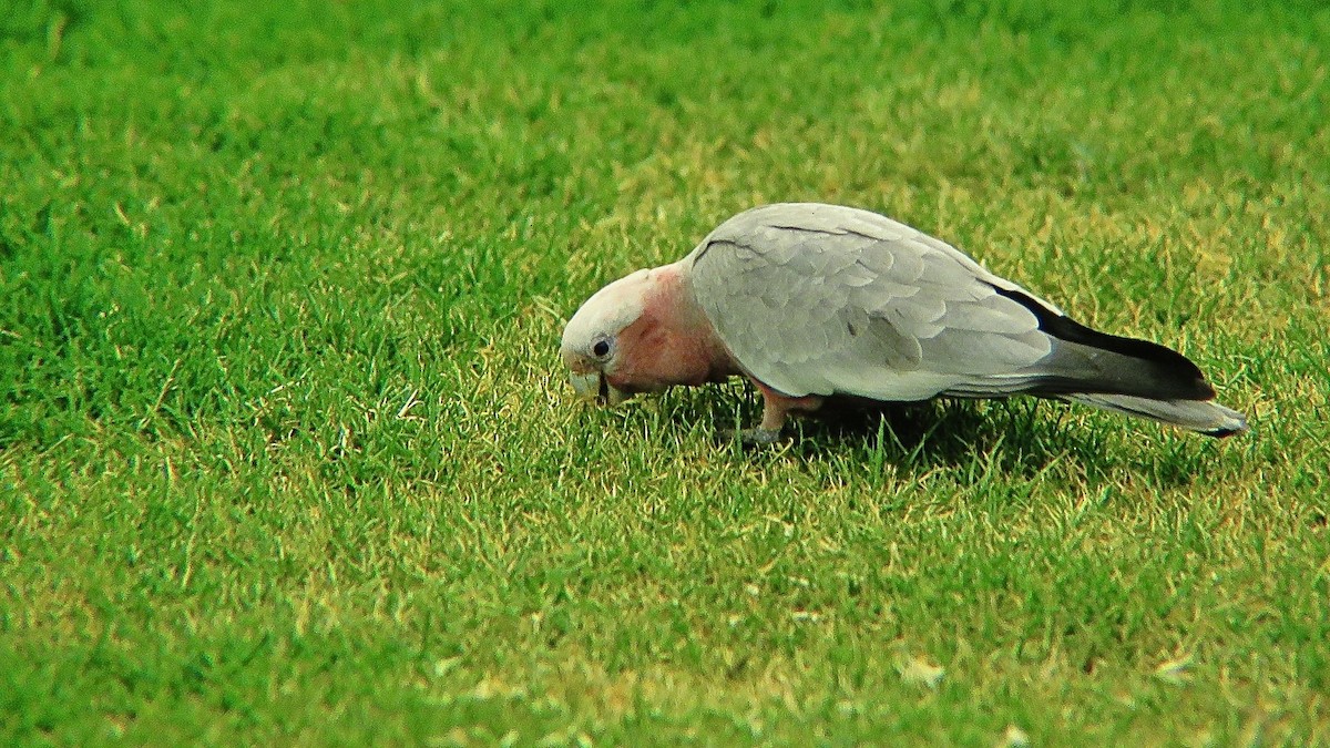 Galah - ML399054631