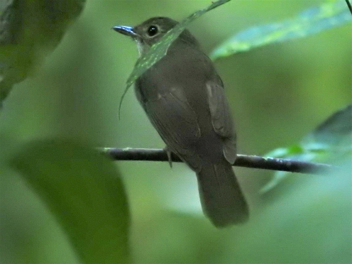 Nicobar Jungle Flycatcher - ML399054731