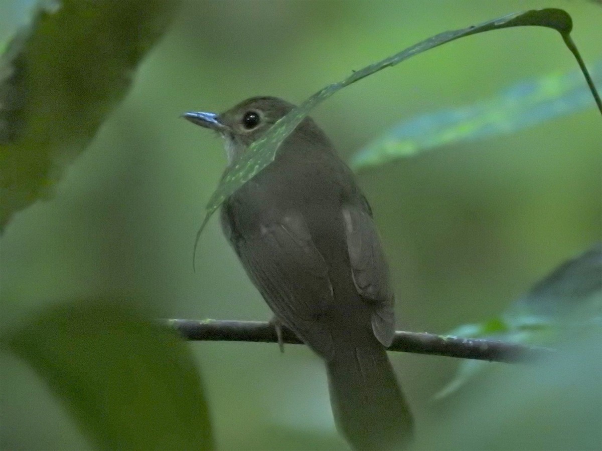 Nicobar Jungle Flycatcher - ML399054771