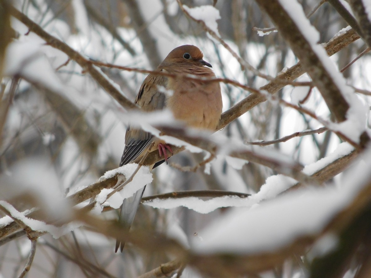 Mourning Dove - ML399056321