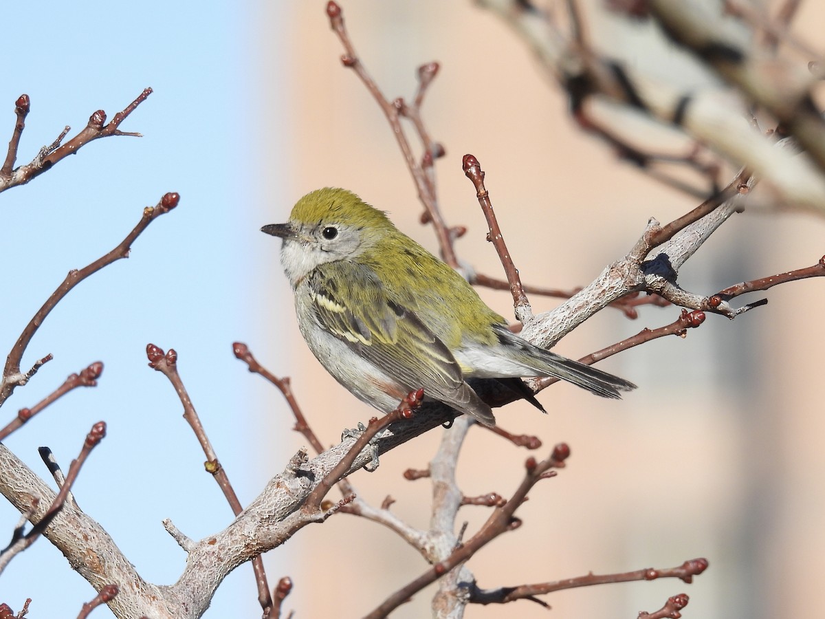 Chestnut-sided Warbler - ML399057351