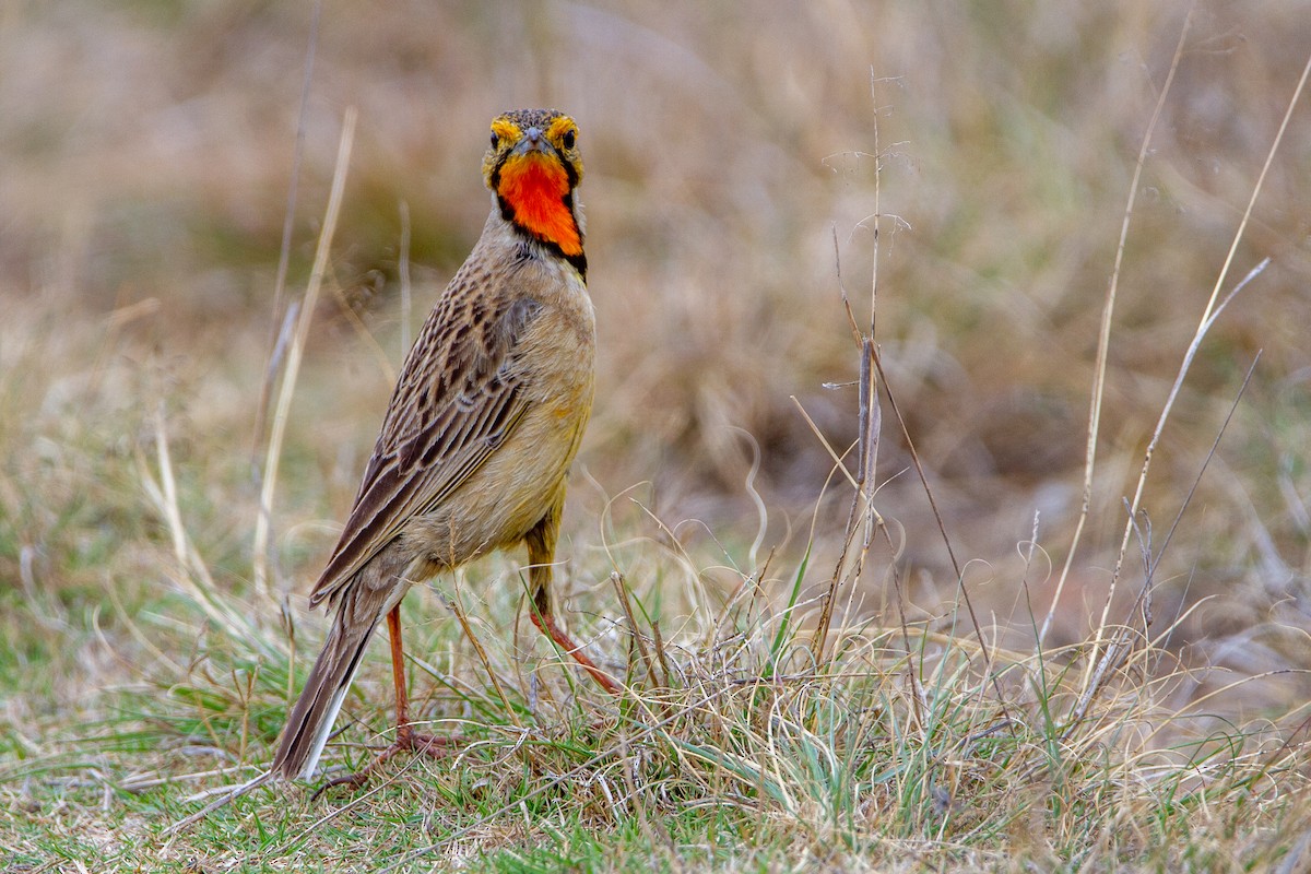 Orange-throated Longclaw - ML399057421