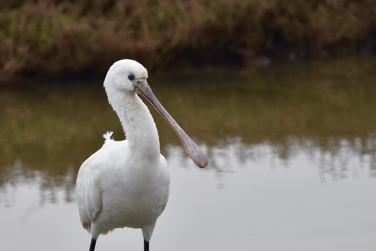 Eurasian Spoonbill - Giorgos Kouthouridis