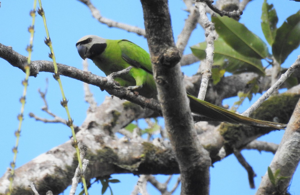 Nicobar Parakeet - ML399058901