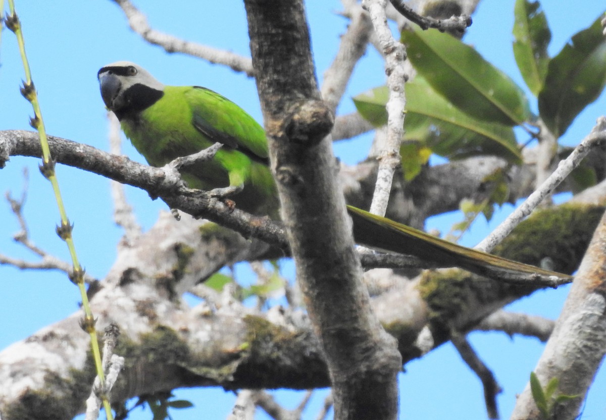 Nicobar Parakeet - ML399058911