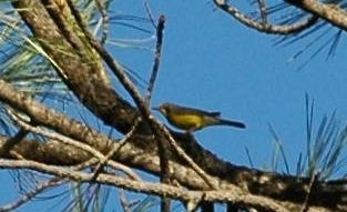 Canada Warbler - ML399060461