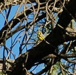 Canada Warbler - Christian  Nunes