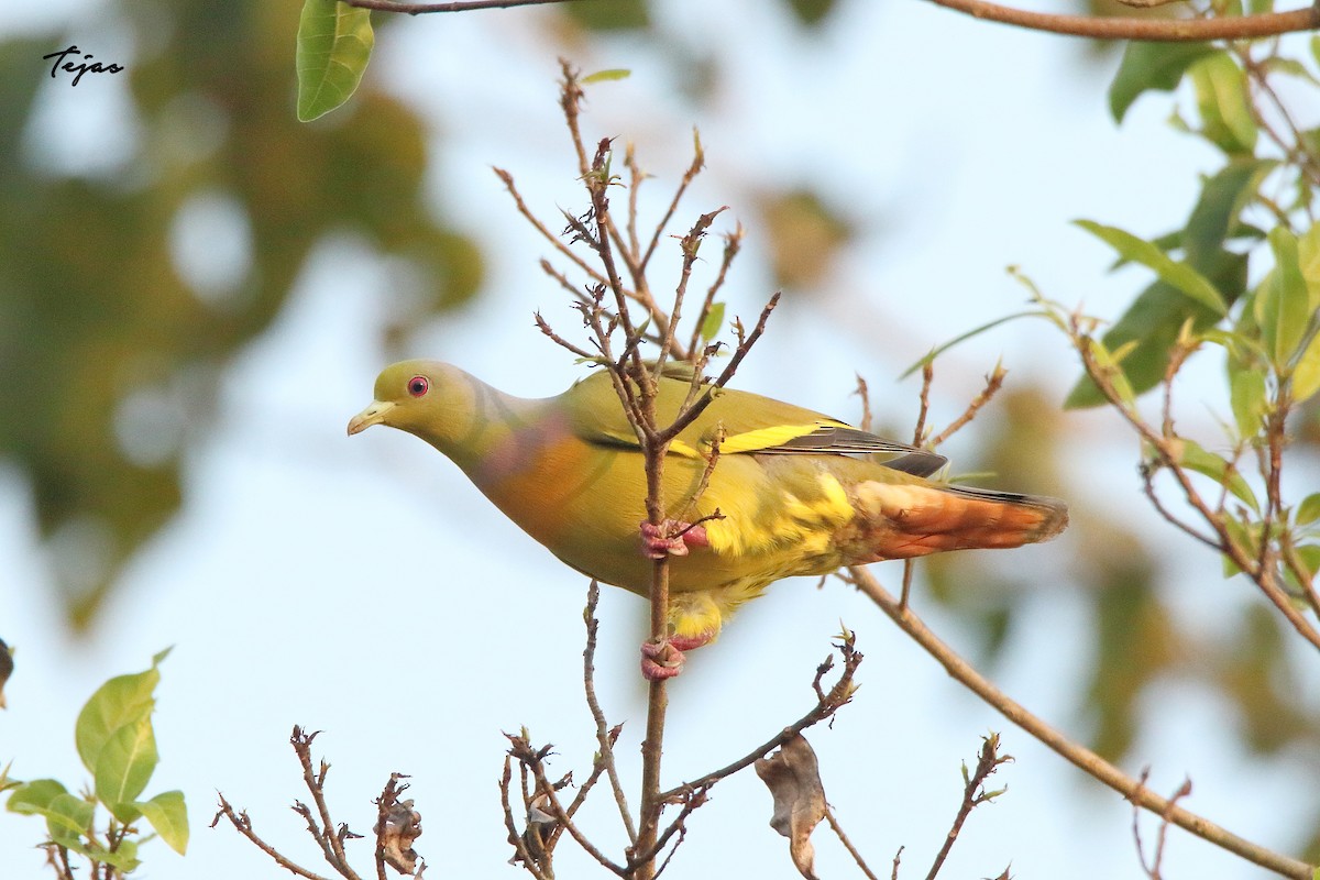 Orange-breasted Green-Pigeon - ML399061511