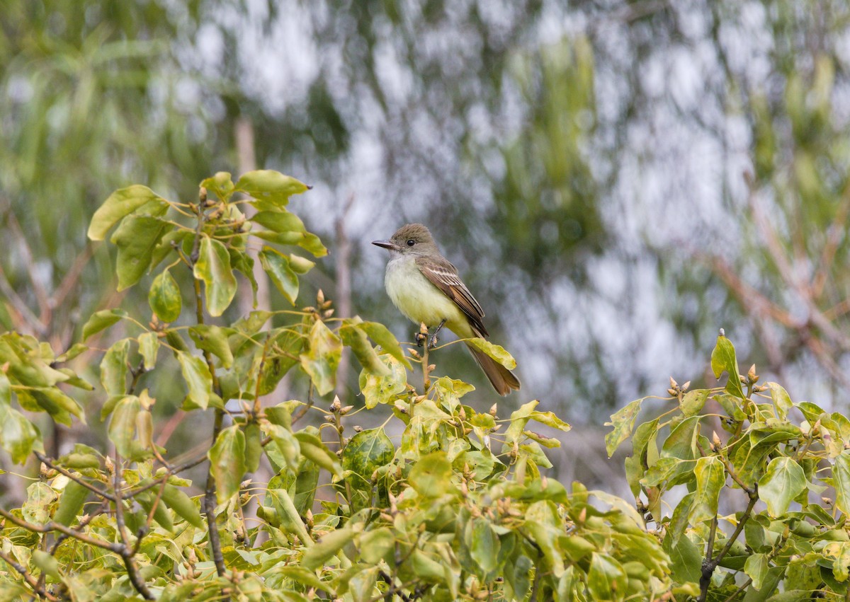 Great Crested Flycatcher - ML399063461