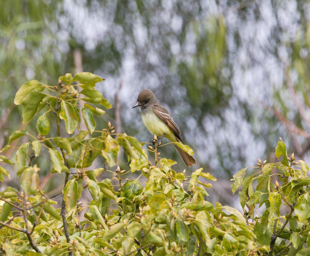 Great Crested Flycatcher - ML399063491