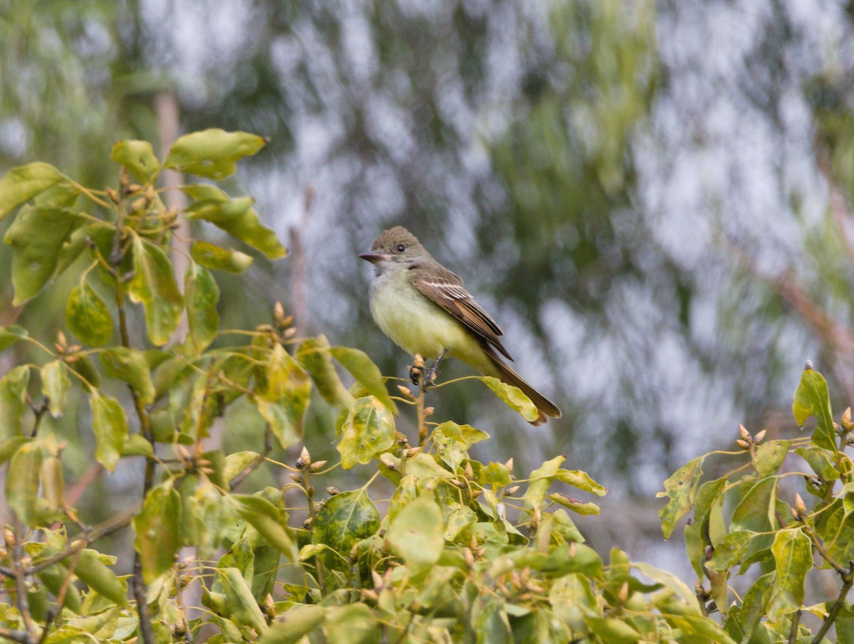 Great Crested Flycatcher - ML399063981