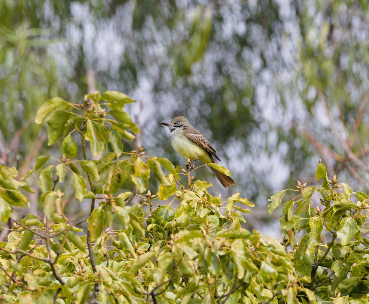 Great Crested Flycatcher - ML399064181