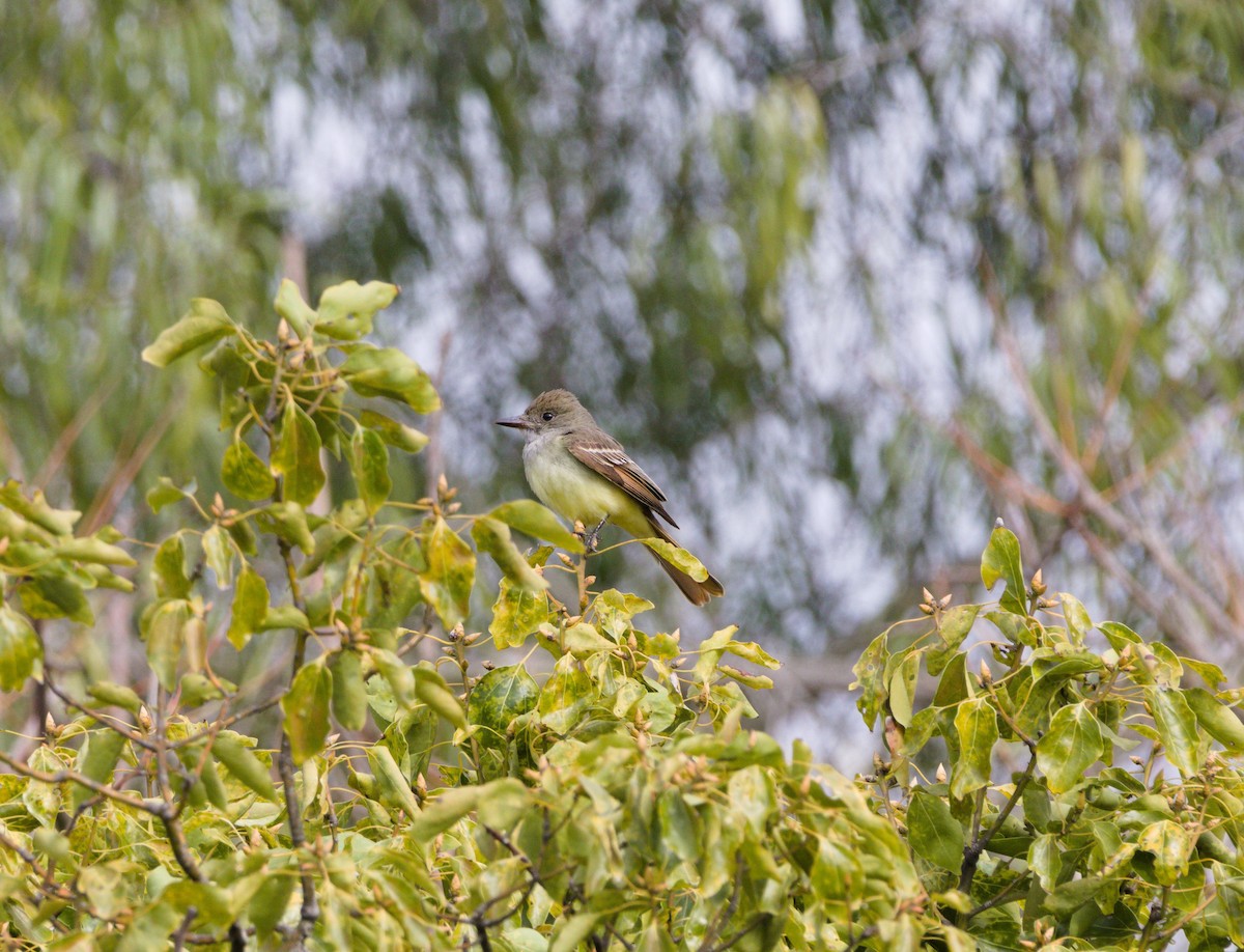 Great Crested Flycatcher - ML399064271