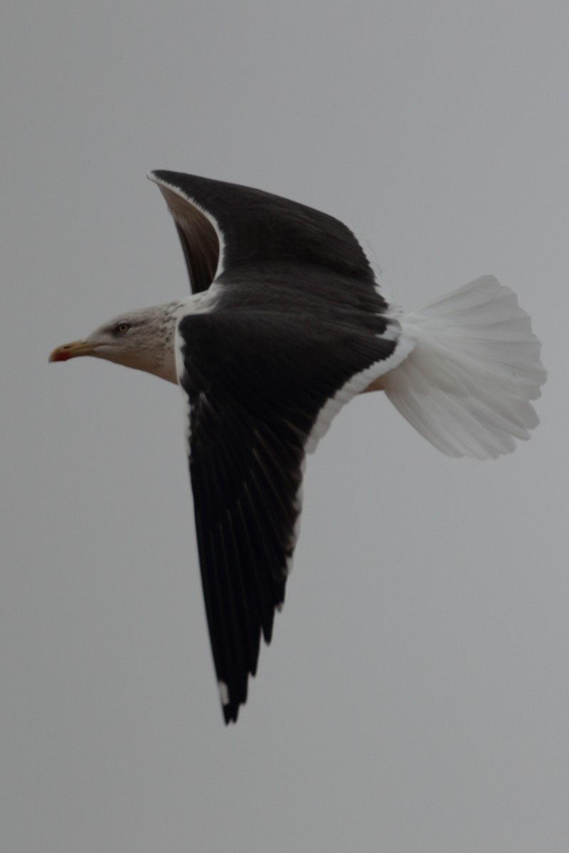 Lesser Black-backed Gull (fuscus) - ML399065181