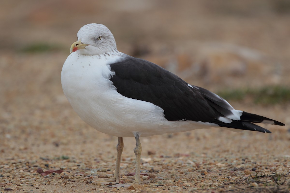 Lesser Black-backed Gull (fuscus) - ML399065291