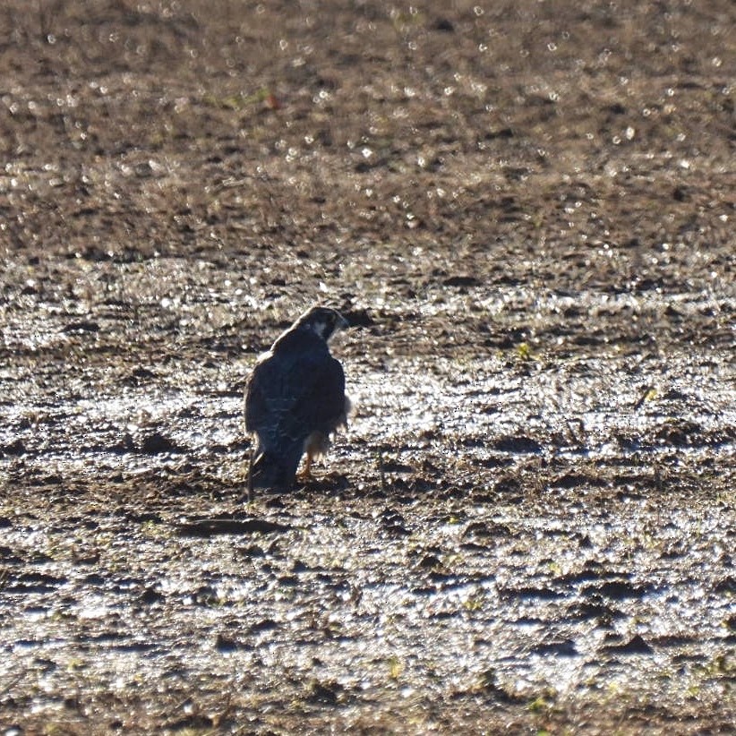 Peregrine Falcon - ML399065421