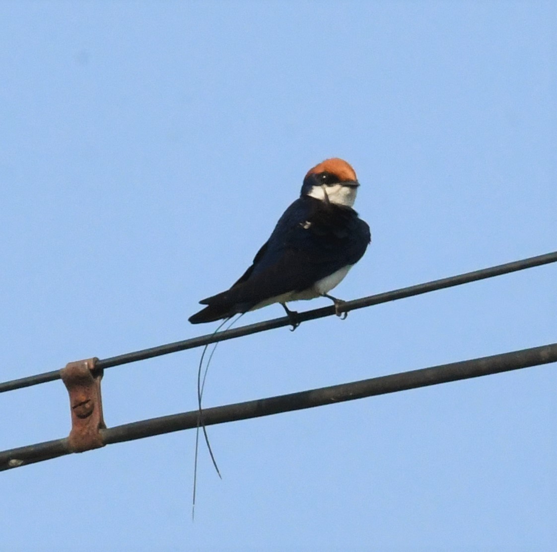Wire-tailed Swallow - Sunanda Vinayachandran