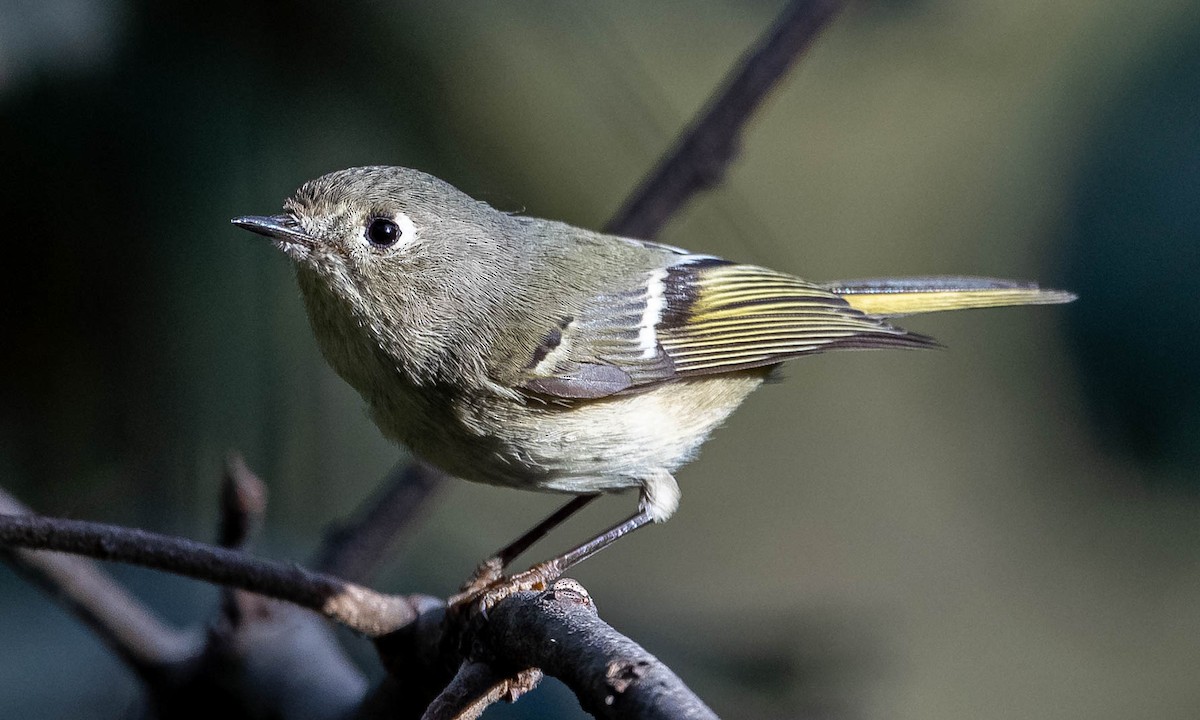 Ruby-crowned Kinglet - ML399065761