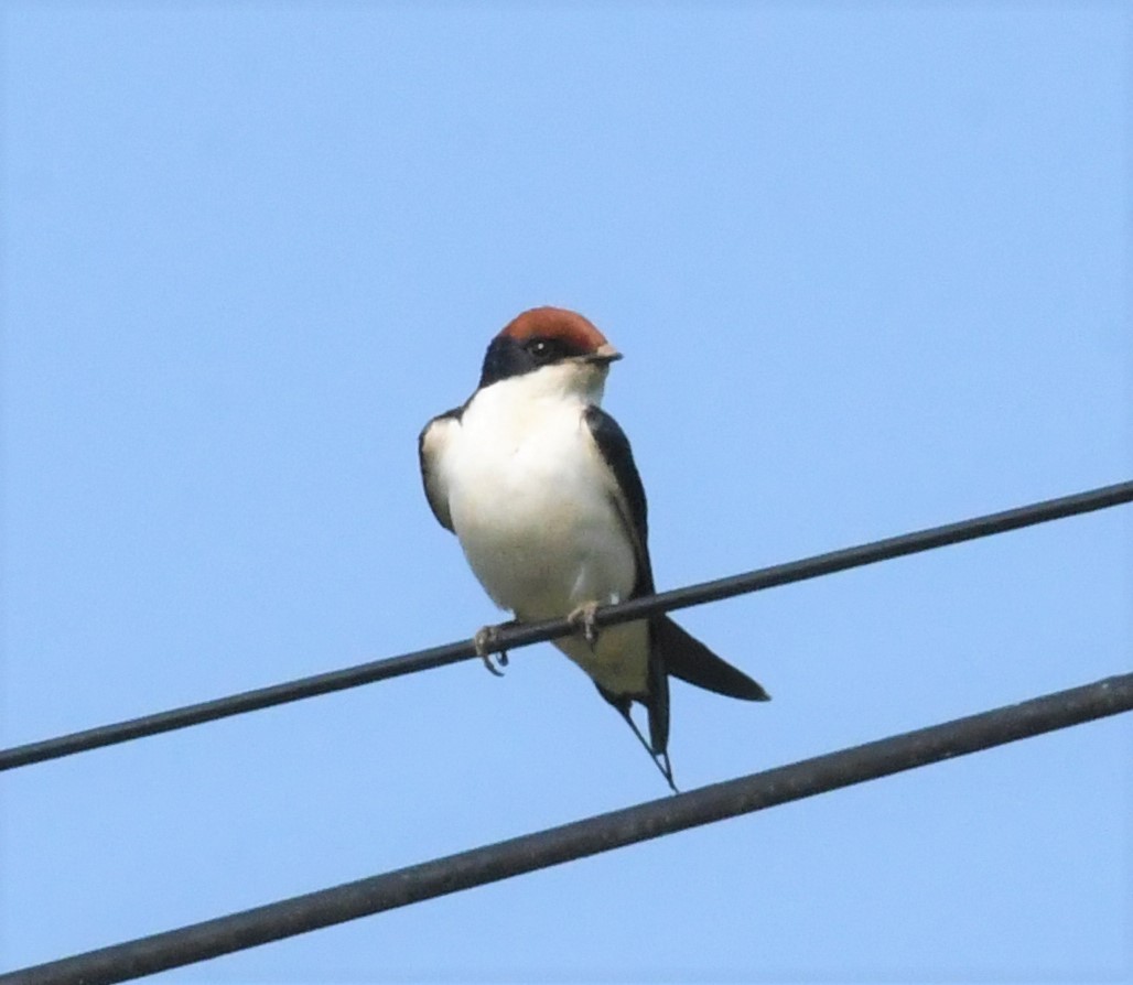 Wire-tailed Swallow - Sunanda Vinayachandran