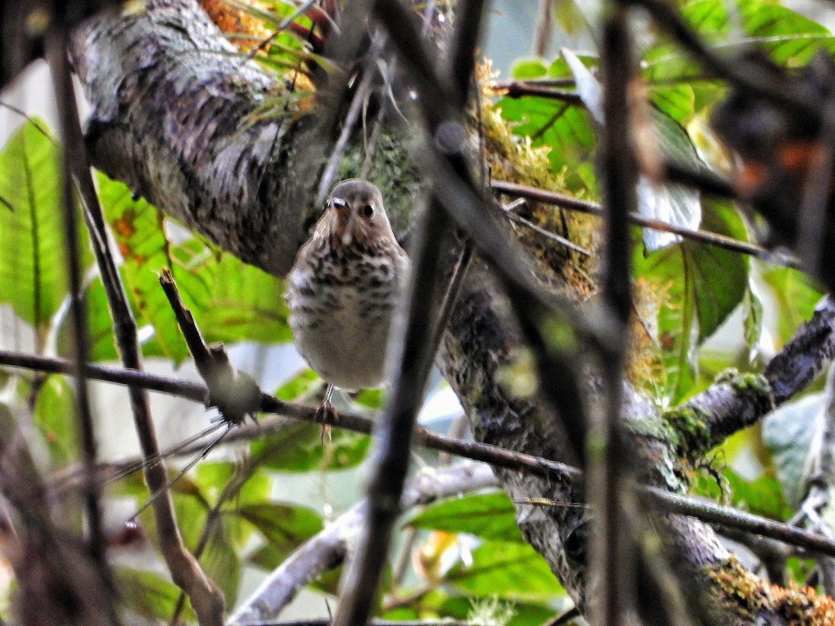 Swainson's Thrush - ML399065931