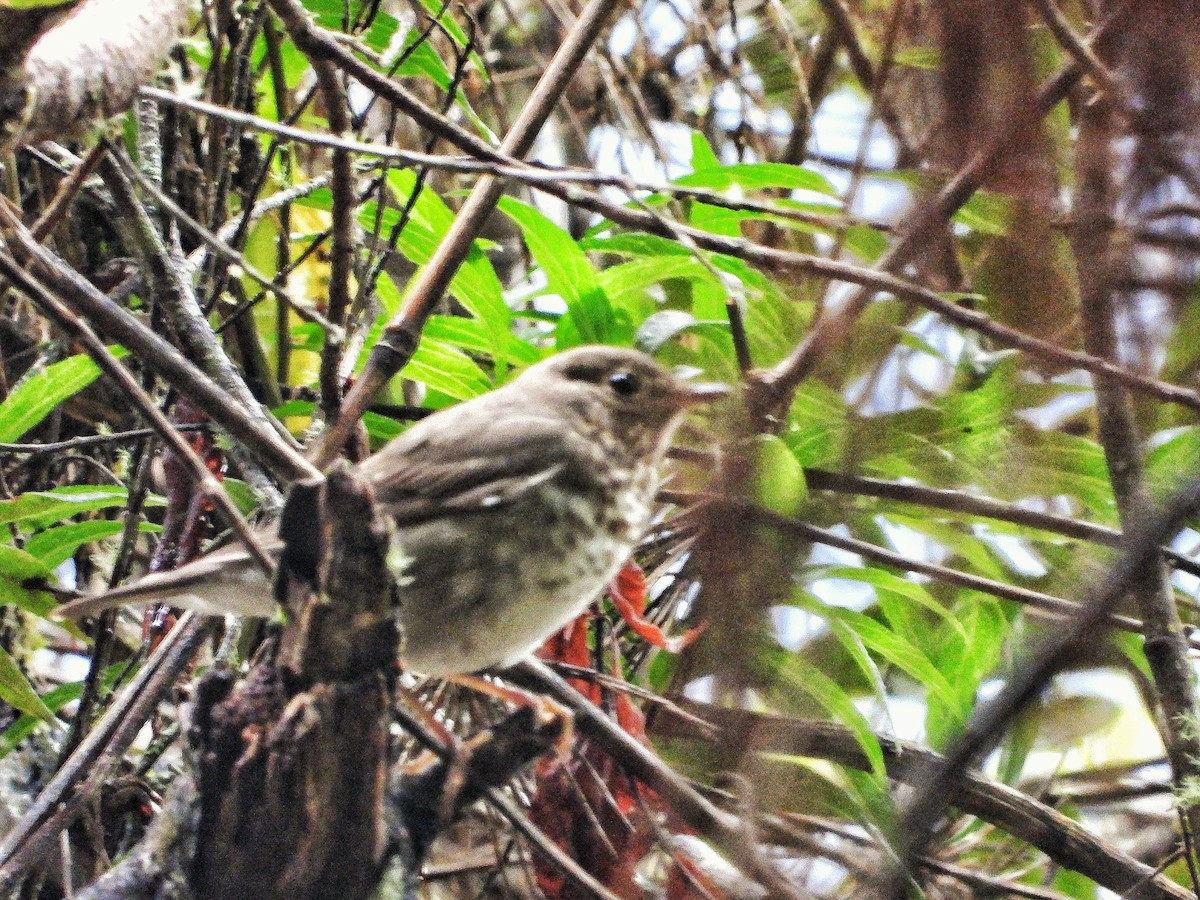 Swainson's Thrush - ML399065941