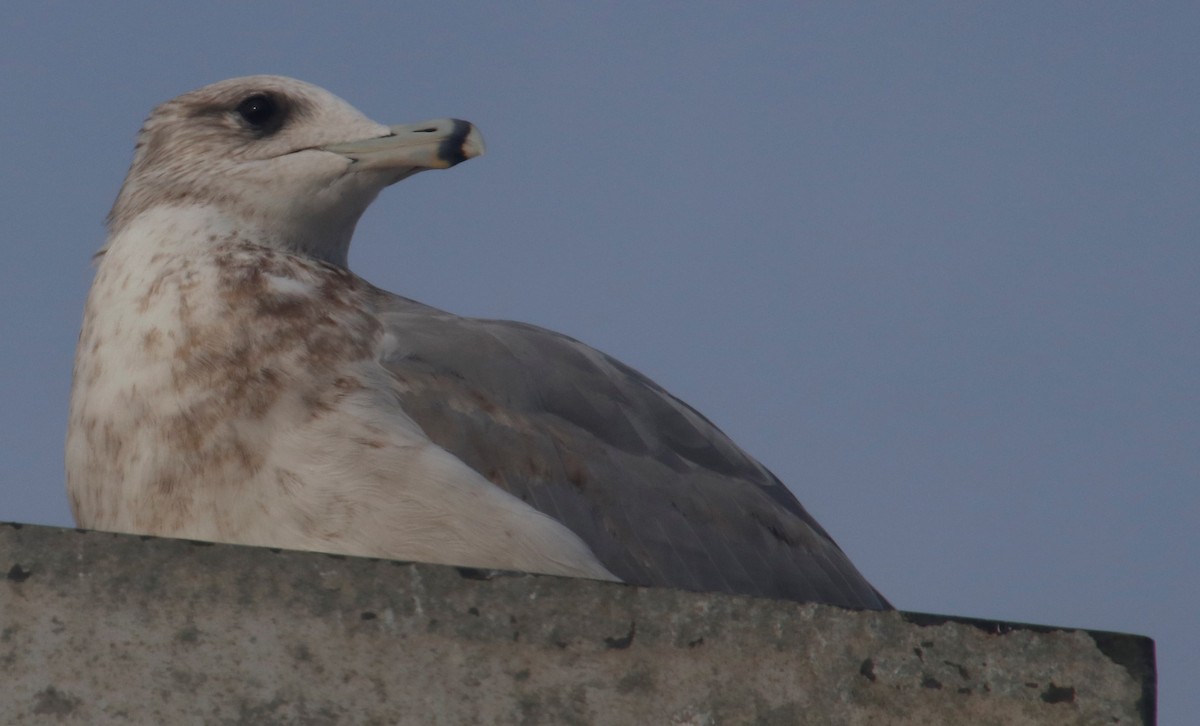 California Gull - Barry Spolter