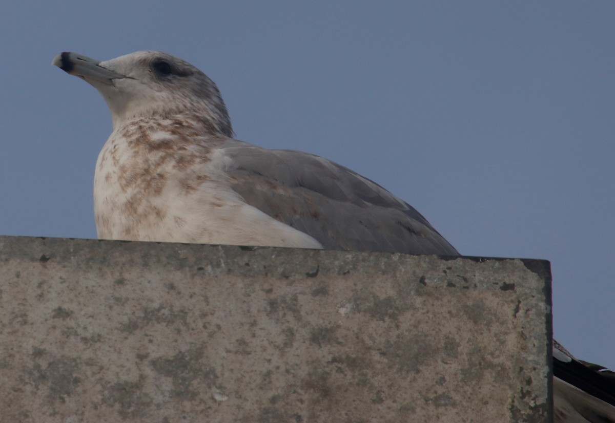 California Gull - ML399066391