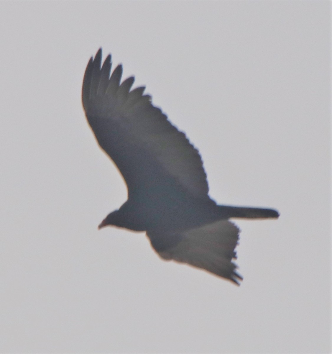 Turkey Vulture - ML399066751